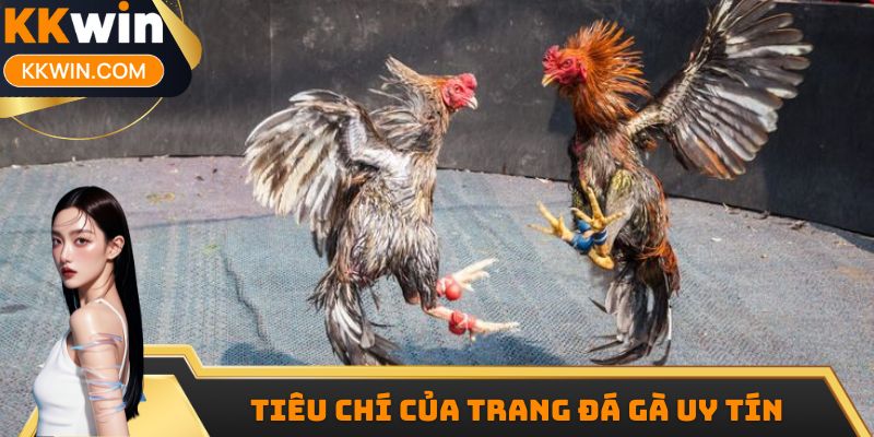 Tiêu chí của trang đá gà uy tín